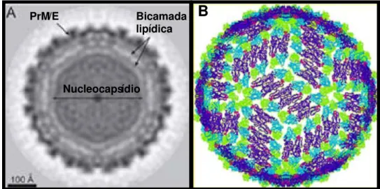 Figura 1 - (A) Crioeletromicroscopia do VDEN, mostrando o envelope viral, no qual estão  inseridas as proteínas estruturais PrM/E, e o nucleocapsídio com aproximadamente 50 nm de  diâmetro; (B) Mapa eletrondenso dos flavivírus, destacando os domínios I, II