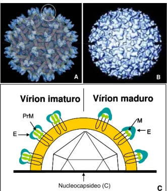 Figura 2 – Formas das partículas virais dos flavivírus (A) partícula viral imatura; (B) partícula  viral madura; (C) esquema das formas madura e imatura