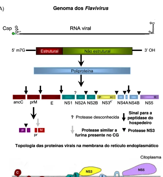 Figura 3 – (A) Apresentação esquemática do genoma e processamento das poliproteínas dos  integrantes do gênero Flavivirus