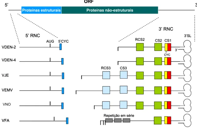 Figura 8 – Características das regiões não codificantes (RNCs) dos flavivírus transmitidos por  mosquitos, destacando as sequências conservadas na 3’RNC (CS1, CS2, RCS2, C3, RCS3),  as sequências envolvidas na ciclização do RNA – 5’CYC, 3’CYC – e as repeti