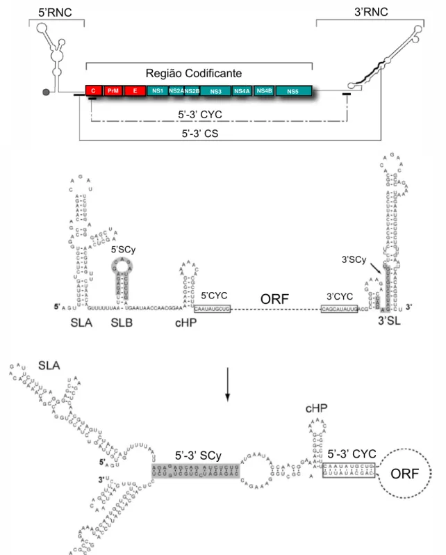 Figura 10 – Estrutura de ciclização do RNA dos flavivírus, mostrando as sequências  conservadas de ciclização (5’CYC, 5’SCy, 3’CYC e 3’SCy) e estrutura secundária das 5’RNC  (SLA, SLB e cHP) e 3’RNC (3’ SL)