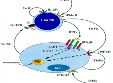 Figura 3. Esquema de interação entre macrófago e células T/NK na infecção por  micobactérias
