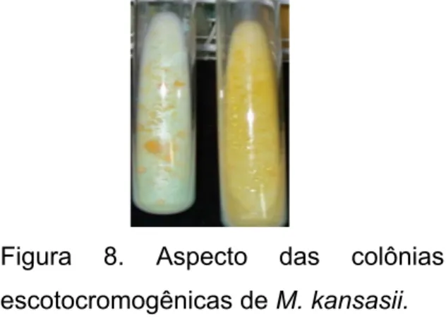 Figura 8. Aspecto das colônias  escotocromogênicas de M. kansasii. 