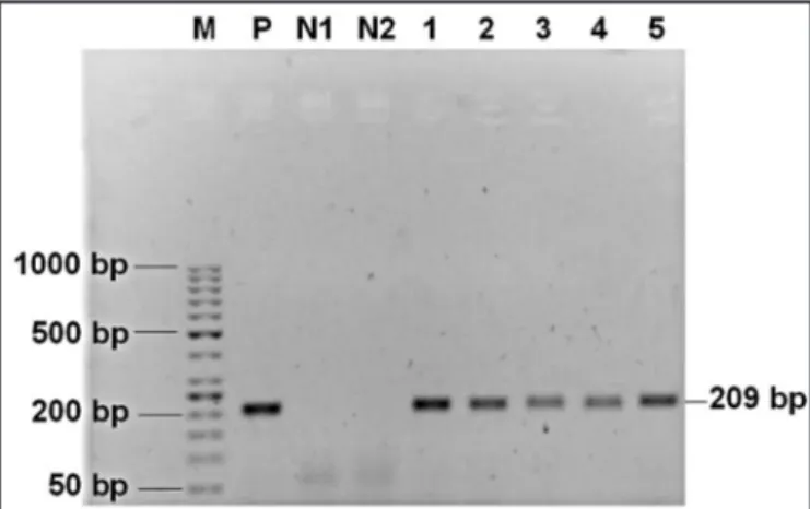 FIGURE 1 - Amplification of the polA gene (209bp) of Treponema pallidum. 