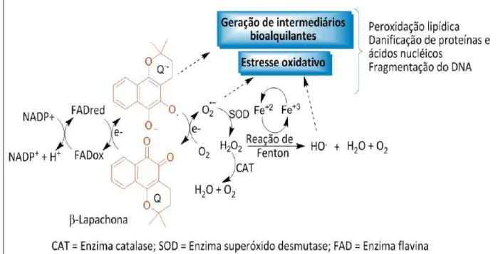 Figura 3. Ciclo redox parcial da β -lapachona. Fonte: Ferreira et al.,  2010. 