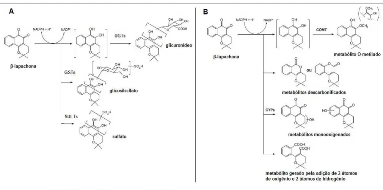 Figura 4. Vias metabólicas da β-lapachona. (A) Formação dos metabólitos por enzimas de fase II; (B) Metabólitos  formados em microssomas de fígado humano