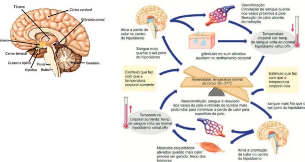 Figura 3- Localização do hipotálamo no cérebro e processo regulação térmica do corpo humano –  adaptado de Roberto Lamperts