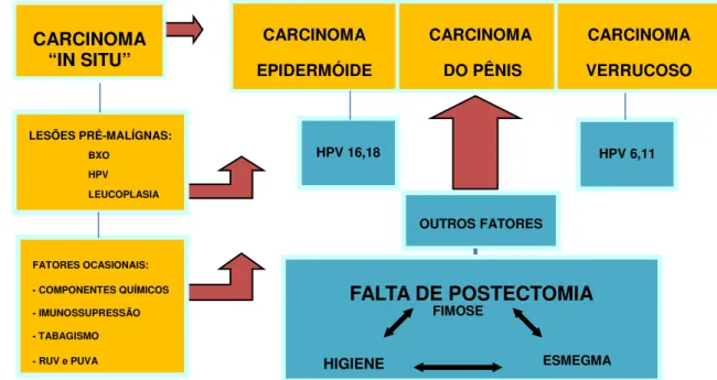 Figura 3. Etiopatogenia do Câncer de Pênis. (Fonte: MICALI et al., 1996). 