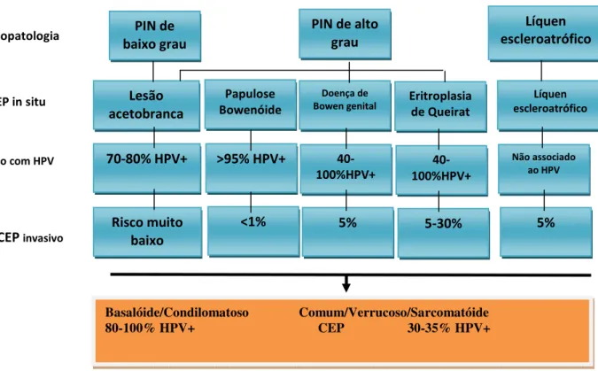 Figura 4. Relação da histologia com HPV. (Fonte: Bleekeret al, 2009). 