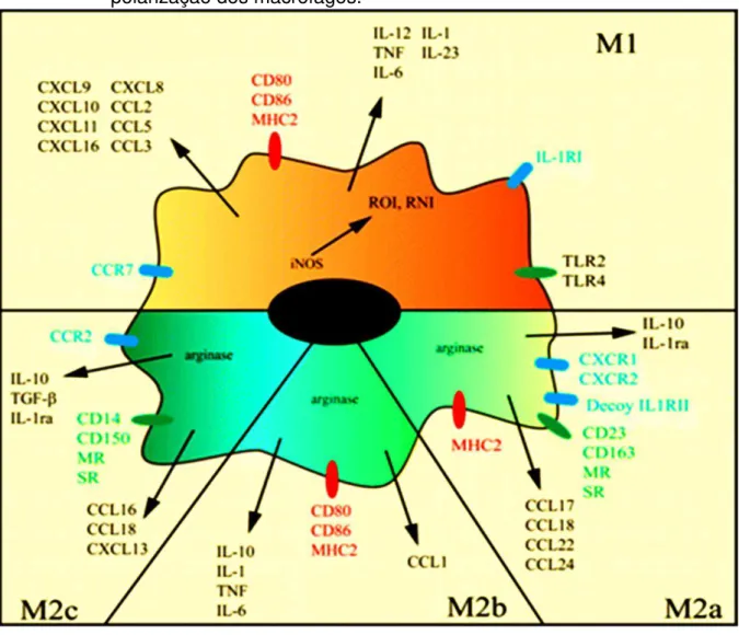 Figura  13:  Esquema  geral  da  disposição  dos  marcadores  que  representam  a       polarização dos macrófagos