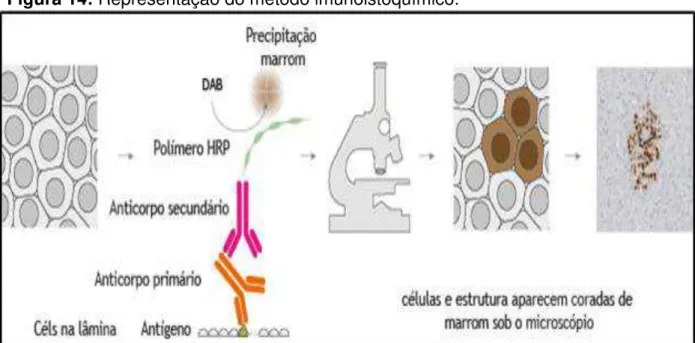 Figura 14: Representação do método imunoistoquímico. 