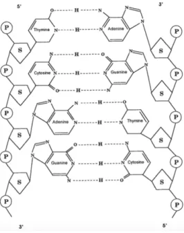 Figure   2:   Representation,   depicting   the   DNA   double   helix,   unwound,   and   the   building   blocks,   the   phosphate  group  (P),  the  deoxyribose  sugar  (S),  and  the  bases