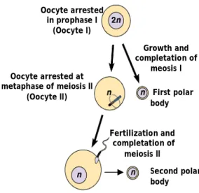 Figure 3 : Meiosis of oogonia (adapted from Pearson     education Inc.,  publishing as Benjamin           Cummings) 