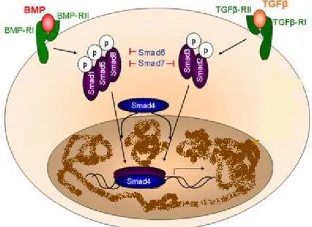 Figure 6 : The BMP and TGFβ/activin signaling pathway      (adapted from http://www.rr-research.no) 