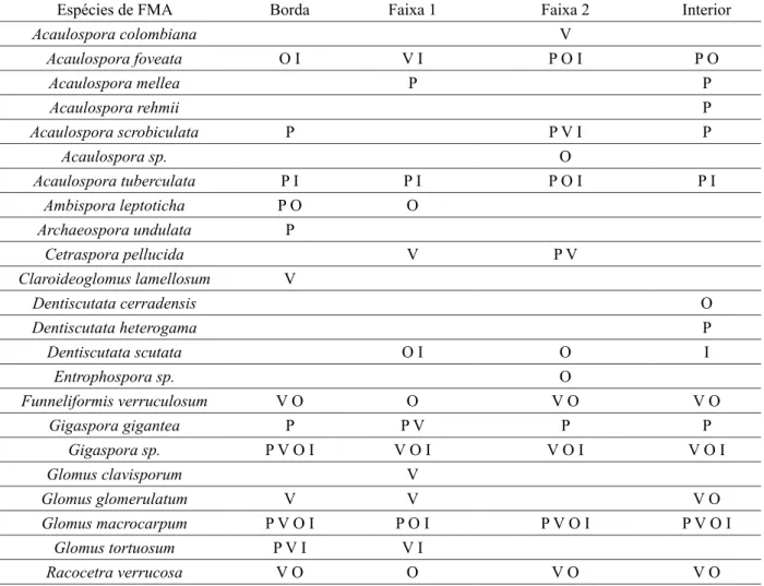 TABELA 5:  Espécies de FMAs nas diferentes estações do ano e faixas do fragmento florestal avaliado.