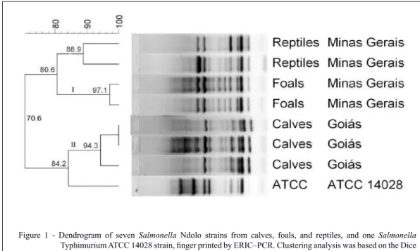 Figure 1 - Dendrogram of seven Salmonella  Ndolo strains from calves, foals, and reptiles, and one Salmonella  Typhimurium ATCC 14028 strain, finger printed by ERIC–PCR