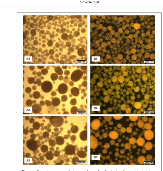 Figure 1 - Optical microscopy of microparticles produced by ionic gelation without protein