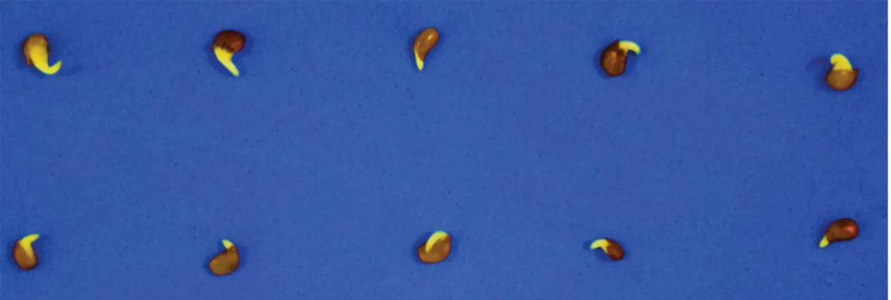 Figure 4.  Seeds of S. capitata after 18 h soaking.