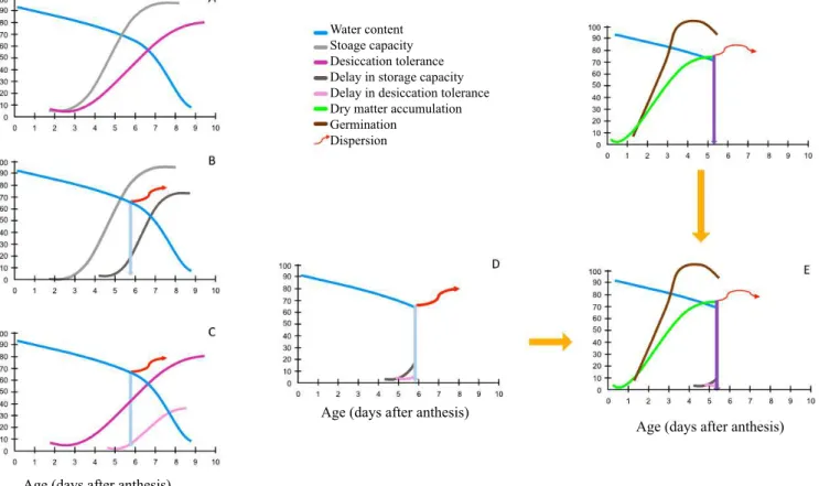 Figure 5.  Variations in water content, desiccation tolerance, and storage capacity (A) in seeds during their maturation