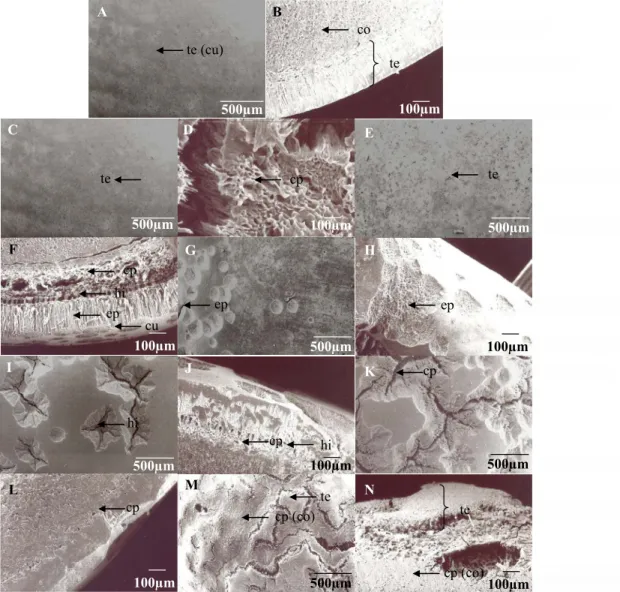 Figure 2.  Scanning electromyography of seeds of Ormosia paraensis Ducke: intact seed (A and B), mechanically scarified seed  with sandpaper (C and D), and chemically scarified seed with sulfuric acid (H 2 SO 4  p.a