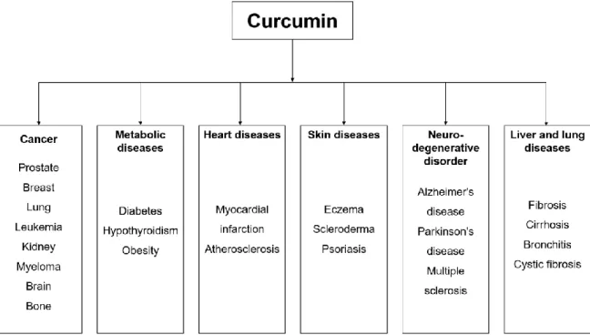 Figure 4 - Human diseases against which curcumin has exhibited activity. Adapted from He  and collaborators