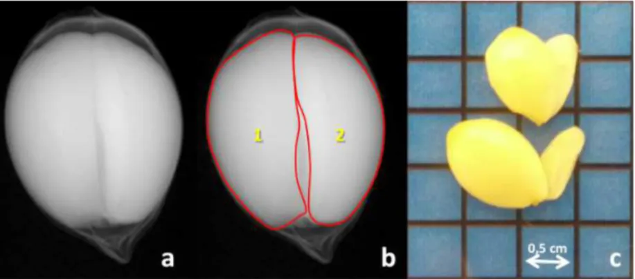 Figure 3.  X-ray images of a polyembryonic seed of Swingle citrumelo (a) with the delimitations of each embryo (b), and  embryos obtained by the direct method (c).