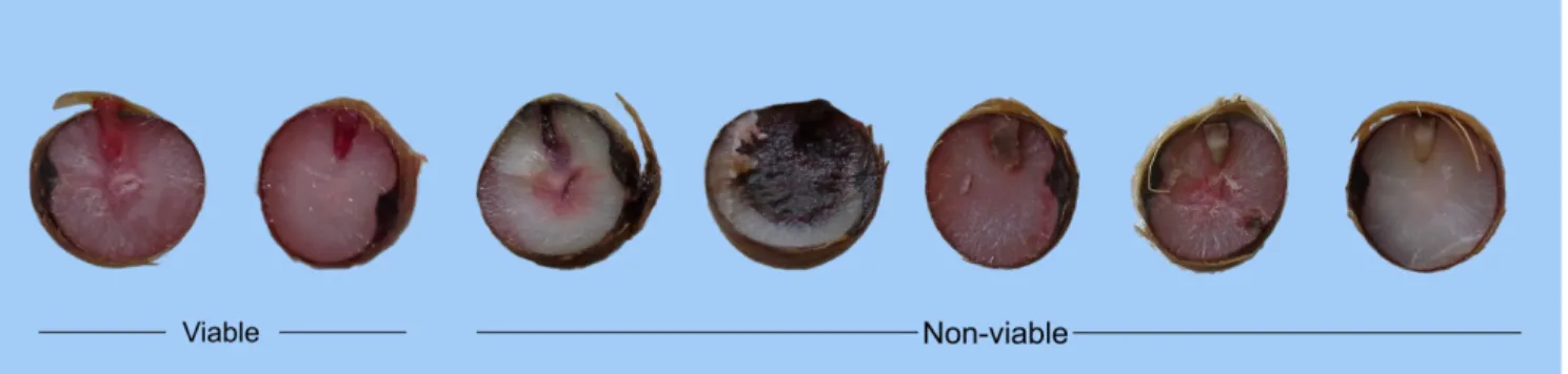 Figure 2.  Classification of açai seeds into viable (light to intense red) and non-viable (dark red to black, or white) according to  the tetrazolium test.