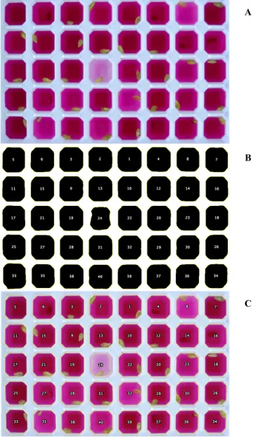 Figure 1.  (A)  Polypropylene trays containing ‘Rangpur  Lime’ seeds after immersion period of 60 minutes  at 0.6 (C 20 H 14 O 4  + Na 2 CO 3 ); (B) alveolus delimited  by the outlines; (C) alveolus area used to analyze  the color intensity, (C-5) alveoli 