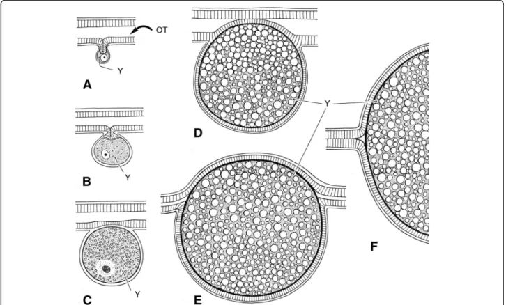 Fig. 3 Schematic embryonic development of a buthid scorpion. (a-c) Early development of ovum outside ovariuterine tubule (OT)