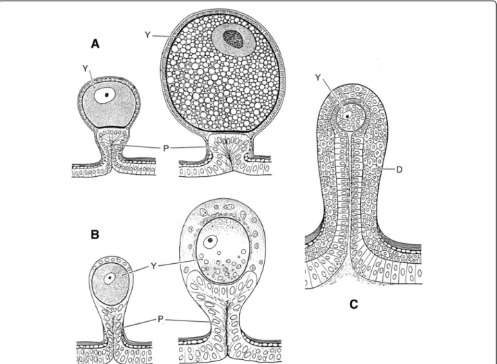 Fig. 5 Schematic embryonic development in (a) euscorpiid, (b) vaejovid and (c) hormurid scorpions