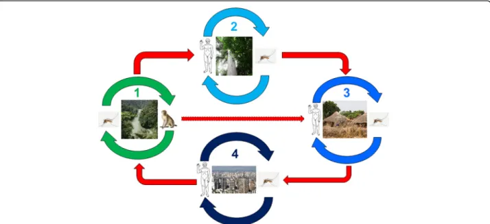 Fig. 5 Natural and epidemic cycles of yellow fever: 1 = natural sylvatic cycle; 2 = anthropogenic sylvatic cycle (plantation or deforestation); 3 = village epidemic; 4 = peri-urban or urban epidemic (1 to 4 in Africa, 1 and 4 only in South America) (adapte