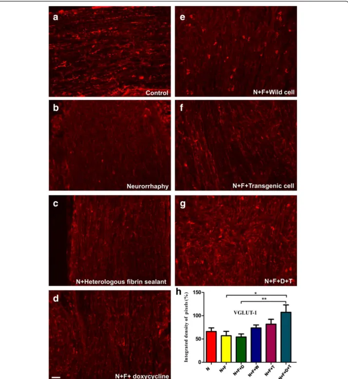 Fig. 5 Anti-VGLUT1 immuno-staining of (a) the control nerves and (b to g) all groups, 60 days after surgery
