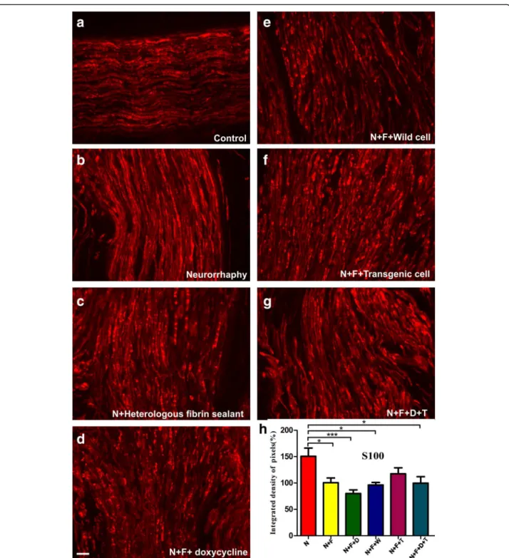 Fig. 6 Anti-S100 immuno-staining of (a) the control nerves and (b to g) all groups, 60 days after surgery