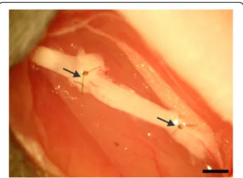 Fig. 1 Autografting procedure in which 5 mm of the sciatic nerve of a mouse is transected, rotated 180 degrees, and then is sutured or stitched together by nylon suture and fibrin sealant (20× magnification).