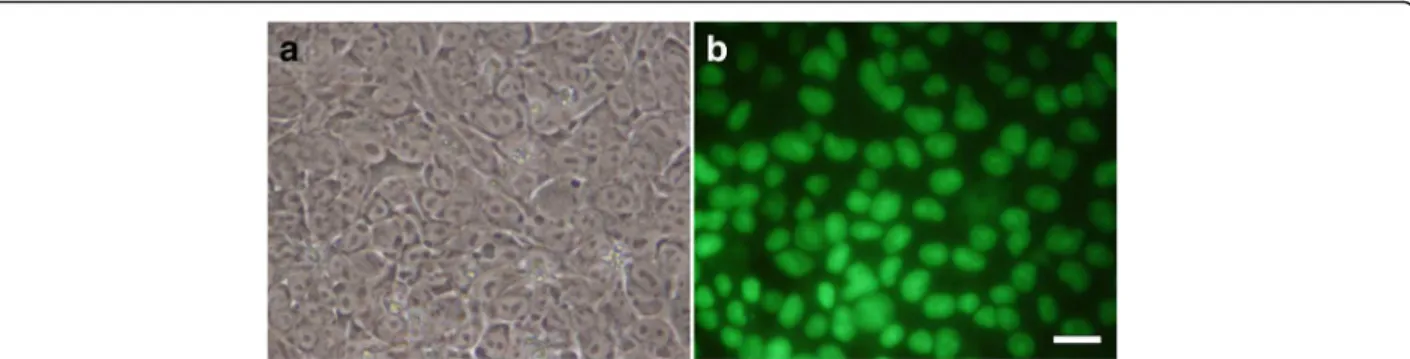 Fig. 2 Photographs of hESC activated by doxycycline to overexpress FGF-2. a Phase-contrast; (b) florescence light