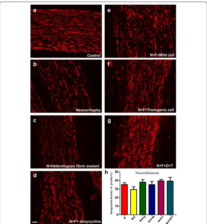 Fig. 3 Anti-neurofilament immunostaining of (a) the control nerves (b to g) and all groups, 60 days after surgery