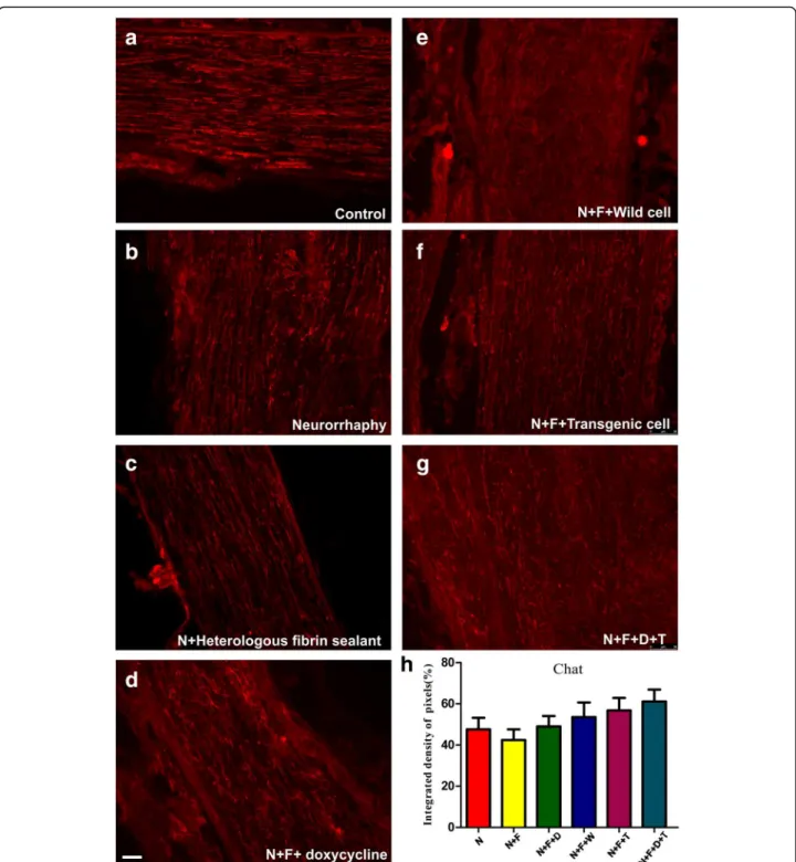 Fig. 4 Anti-ChAT immunostaining of (a) the control nerves and (b to g) all groups, 60 days after surgery