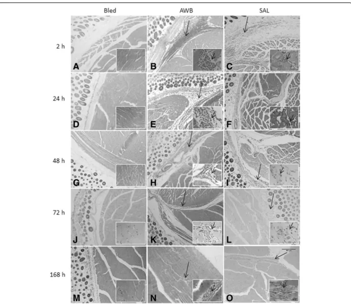 Fig. 7 Histopathological analysis of the presence of inflammatory infiltrate in uninfected mice