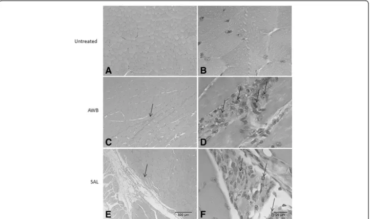 Fig. 3 Histopathological analysis of the inflammatory infiltrate profile in uninfected mice