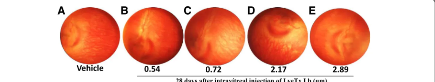 Fig. 8 Intravitreal LyeTx I b does not damage retinal vasculature: Clinical exam is shown through Clear View images indicating no damage to retinal vasculature 28 days after intravitreal injection of (a) Vehicle, (b) LyeTx I b 0.54 μM, (c) LyeTx I b 0.72 μ