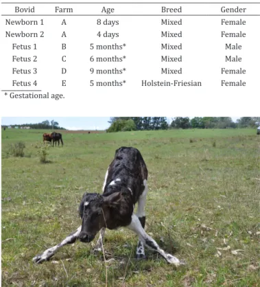 Table 1. Identification of the farm, age, breed and sex of  the fetuses and neonates with hypomyelinogenesis due to 