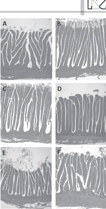 Figure 1 – Effect of glutamic acid + glutamine (Aminogut®) on some morphometric  parameters of the small intestine in Isa Brown laying hens at 119 days of second  produc-tive cycle