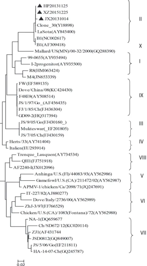 Figure 5 – Phylogenetic analysis of the F gene of the three isolates obtained in this study were compared with  previously reported NDV sequences available at the NCBI database