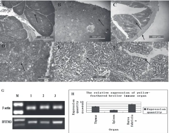 Figura 5 – The distribution of IFITM3 in the chicken immune organs was examined with immunohistochemistry