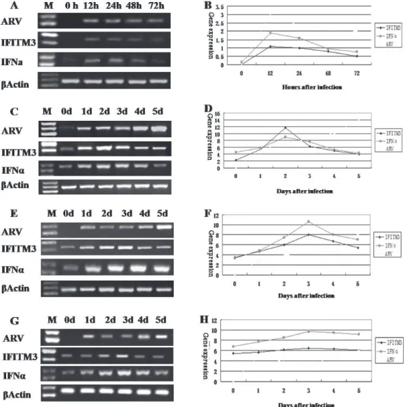 Figura 6 – Parte A e B: After ARV infection 12h and 24h, the mRNA expression levels of IFN- and IFITM3 in CEF cells was higher  than the control group