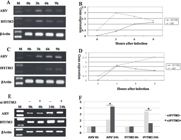 Figure 7 – Parte A e B: In CEFs with IFN activity, ARV expression peaked at 3 h, and then gradually decreased, whereas the expres- sion of FITM3 continued to increase gradually