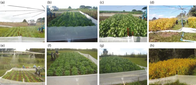 Figure 1.  Pictures of the soybean crop at the time of the four rainfall applications on the  Nitossolo  - Alfisol and the  Cambissolo -  Inceptisol