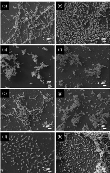 Figure 4. Scanning electron micrograph of the biomass of the strains UFLA 01-663 (a, b, c,  and d) and UFLA 02-71 (e, f, g, and h) cultured in liquid LB medium in the following treatments: 