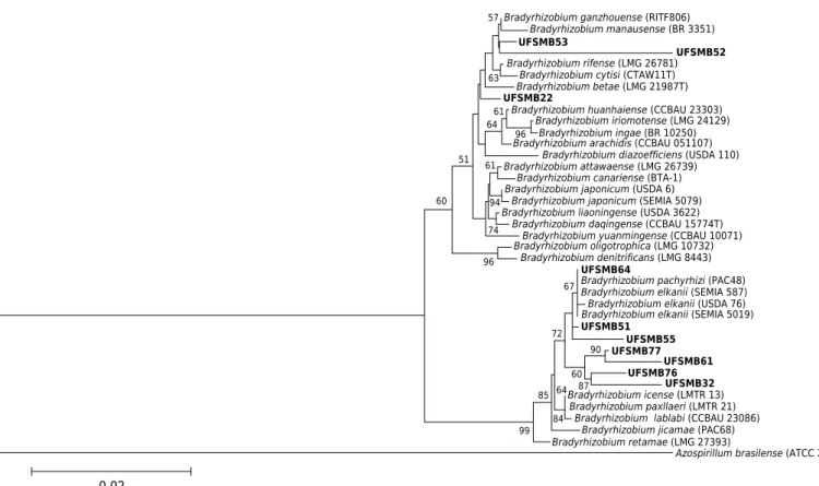Figure 5.  Phylogenetic tree based on 16S rRNA gene sequence similarity of Rhizobium strains