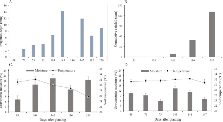 Figure 1. Irrigation depths (A), cumulative rainfall (B), soil moisture and soil temperature along the experimental period  in sugarcane under subsurface drip fertigation (C) and fertilization in soil (D)